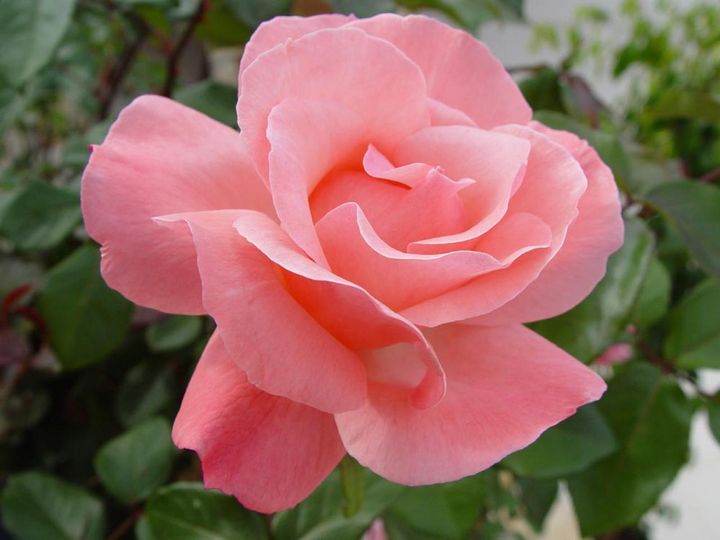 繊細なイメージのピンクのバラ。花弁数が多いバラは、梅雨期に蕾が開かないボーリングが起こりがちですが、これくらいの花弁数だと軽やかに咲いてくれます。
