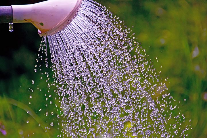 水やり