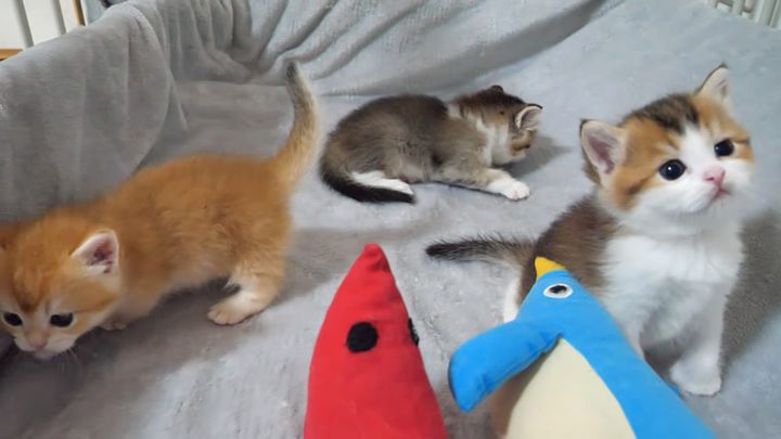寝床の中で過ごす子猫達