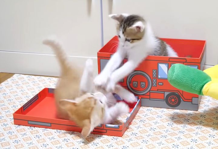 大はしゃぎする子猫達