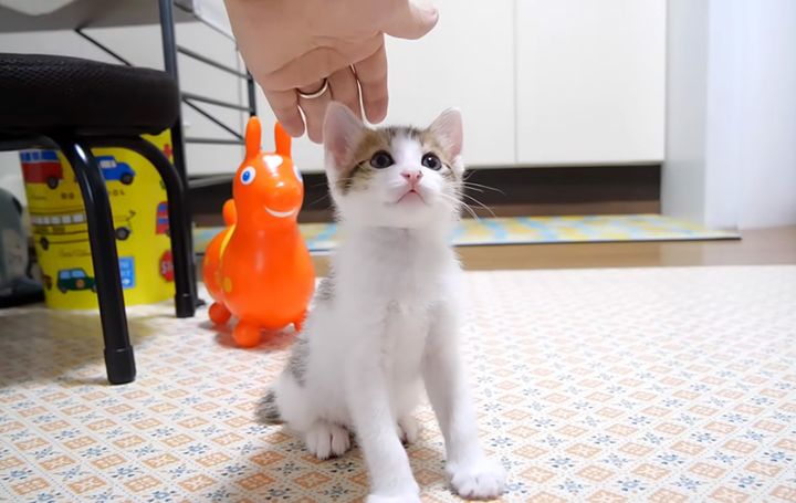 ナデナデNGな子猫