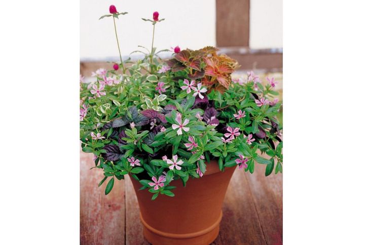 夏の暑さに負けない【ニチニチソウの寄せ植え】2例｜秋まで咲かせる選び方と組み合わせ