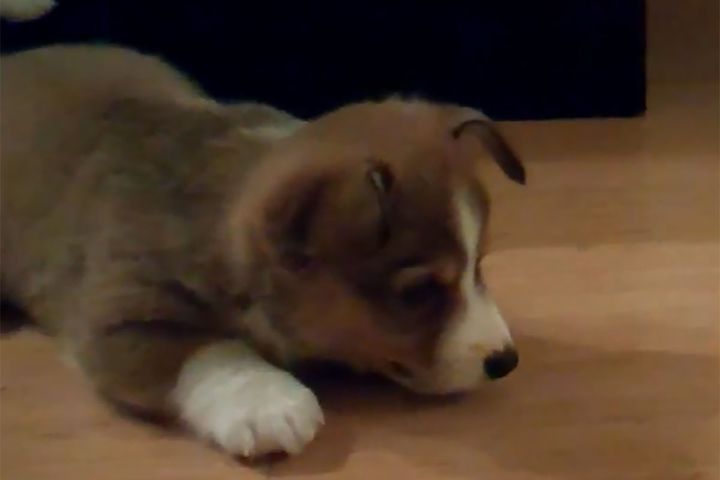 不思議そうにクンクン…子犬が発見した物体とは！？
