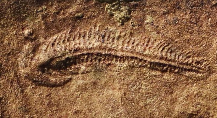 5億5000万年前の化石から、最古の「右利き」の証拠が見つかる