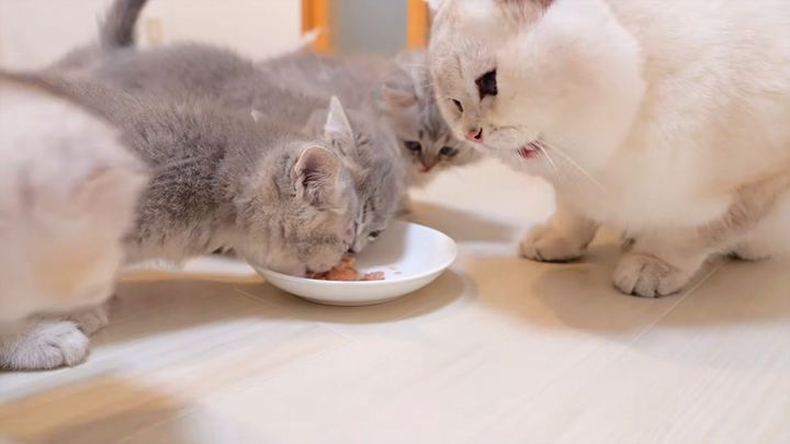 子猫達にご飯を横取りされた父猫