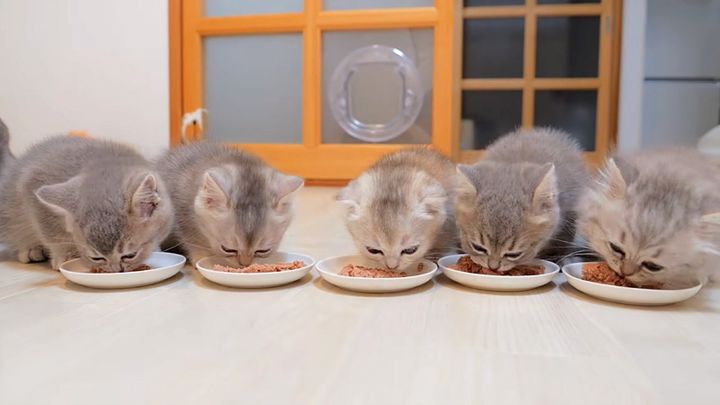 ご飯を食べる子猫達