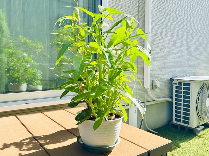【家庭菜園は“徒歩一歩”で無理なく】初心者でも簡単な中華の野菜「1ヶ月後にはモサモサ」