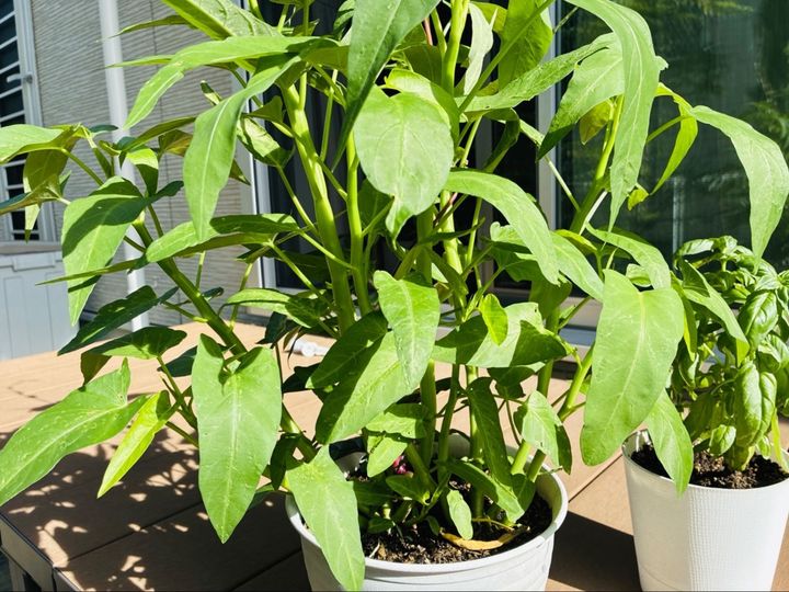 【家庭菜園は“徒歩一歩”で無理なく】初心者でも簡単な中華の野菜「1ヶ月後にはモサモサ」