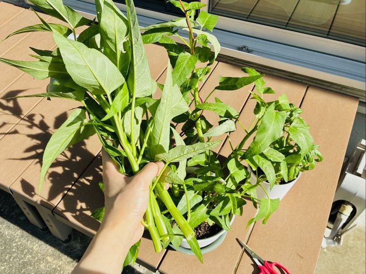 【家庭菜園は“徒歩一歩”で無理なく】初心者でも簡単な中華の野菜「1ヶ月後にはモサモサ」
