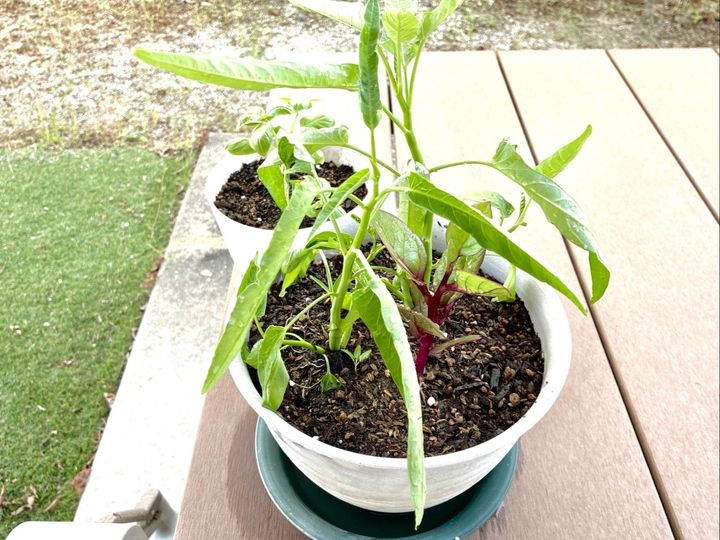 【家庭菜園は“徒歩一歩”で無理なく】初心者でも簡単な中華の野菜「1ヶ月後にはモサモサ」