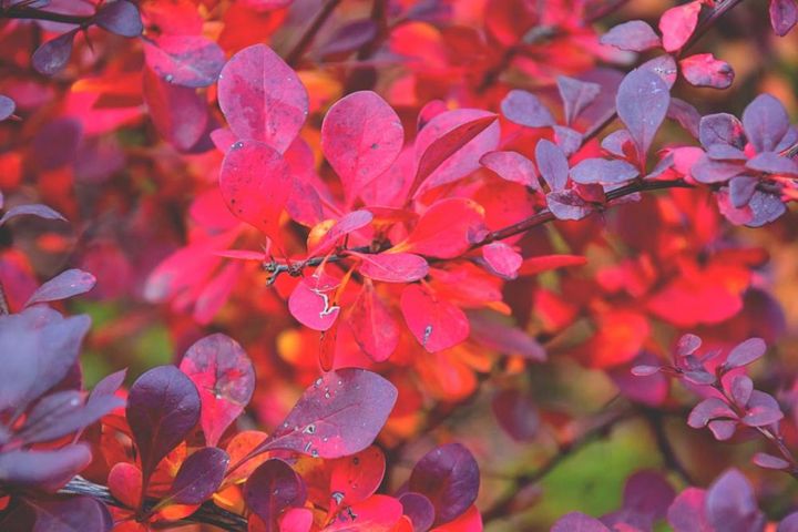 紅葉