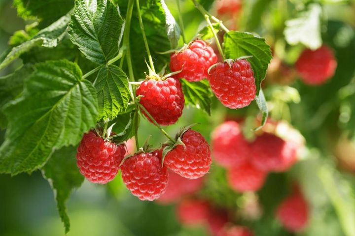 ベリーの季節を楽しむ。鉢植えもOK！美味しくて初心者でも育てやすい5選【ガーデニング】