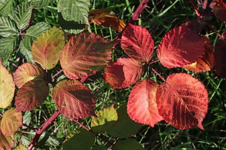 紅葉