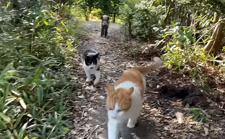 いつの間にか猫との散歩にイノシシが