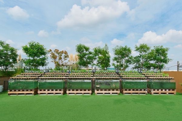 【神奈川県横浜市】魚と野菜と人がともに生きる、共生型コミュニティ農園「ともいきファーム」開園！