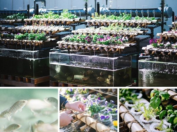 【神奈川県横浜市】魚と野菜と人がともに生きる、共生型コミュニティ農園「ともいきファーム」開園！