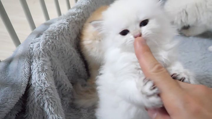 指が気になる子猫