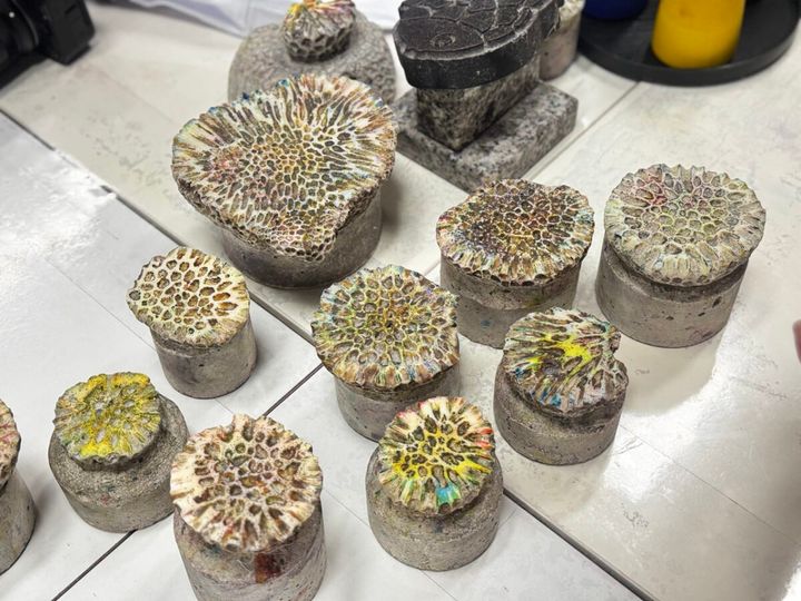 首里琉染所有のサンゴの化石