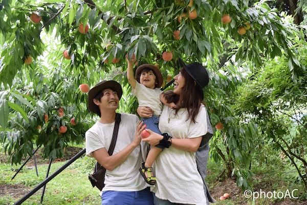 【福島県福島市】福島名産の桃も。全献立に「もも」を使った「もも会席」がセットの宿泊プランが登場