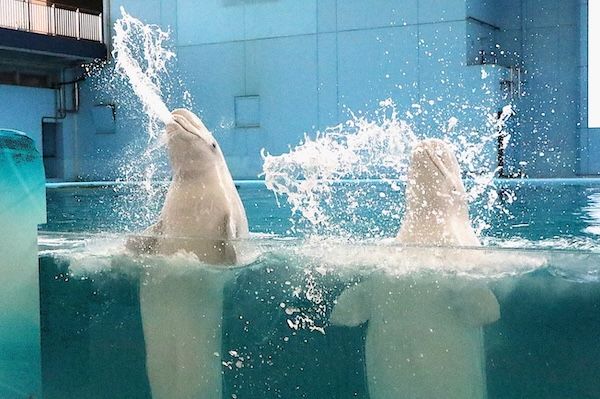 【神奈川県横浜市】横浜・八景島シーパラダイスの夏休み企画。マツケンまみれまみれ島 夏の陣がスタート