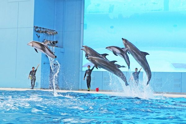 【神奈川県横浜市】横浜・八景島シーパラダイスの夏休み企画。マツケンまみれまみれ島 夏の陣がスタート