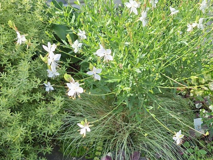 白い蝶のようなガウラの花