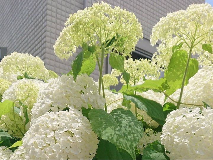 満開の白いアナベル