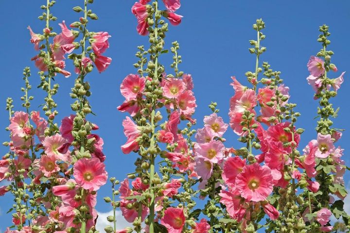 昭和の夏を思い出す懐かしい花【8選】オシロイバナやホウセンカをもう一度庭に