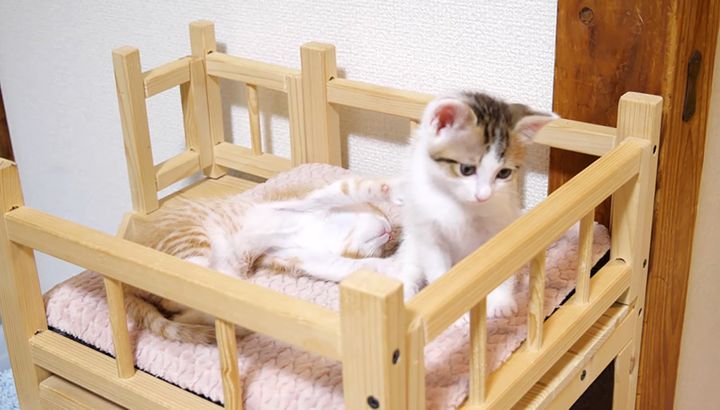 眠りに落ちていく子猫達