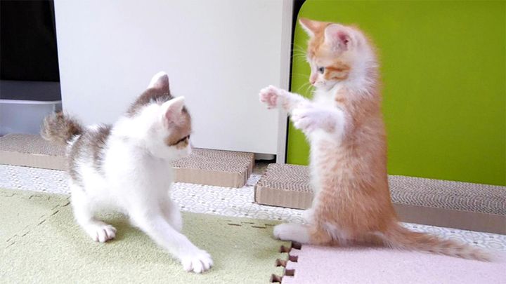 子猫アタックが炸裂