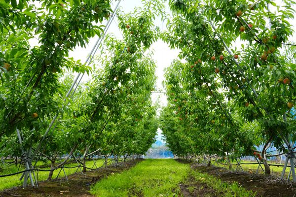 【茨城県城里町】旬の果実の収穫体験などを楽しめる「アグリーンパーク しろさと桃の丘」オープン