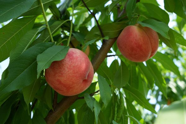 【茨城県城里町】旬の果実の収穫体験などを楽しめる「アグリーンパーク しろさと桃の丘」オープン