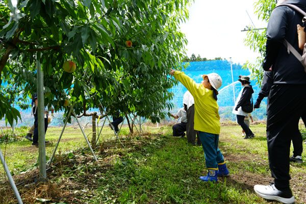 【茨城県城里町】旬の果実の収穫体験などを楽しめる「アグリーンパーク しろさと桃の丘」オープン