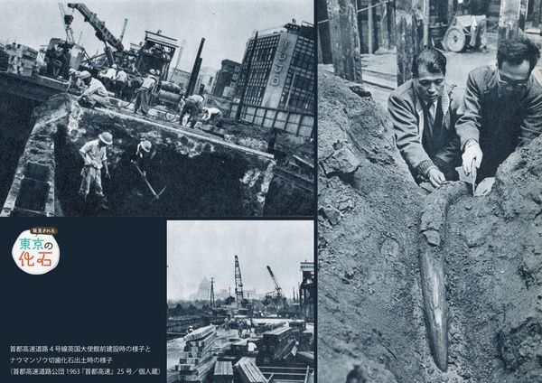 【東京都千代田区】化石掘り体験も開催！千代田区立日比谷図書文化館の特別展「発見された東京の化石」