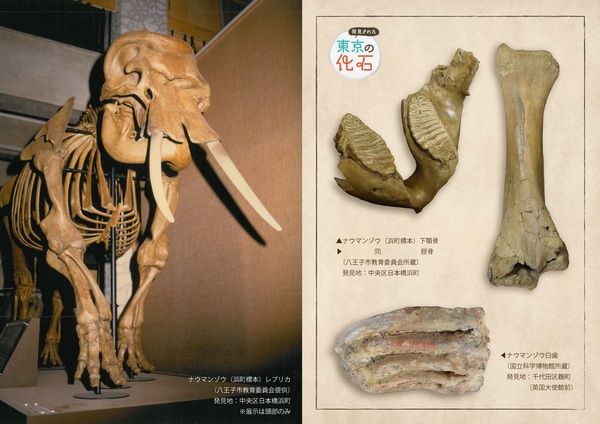 【東京都千代田区】化石掘り体験も開催！千代田区立日比谷図書文化館の特別展「発見された東京の化石」