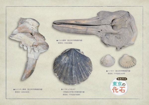 【東京都千代田区】化石掘り体験も開催！千代田区立日比谷図書文化館の特別展「発見された東京の化石」