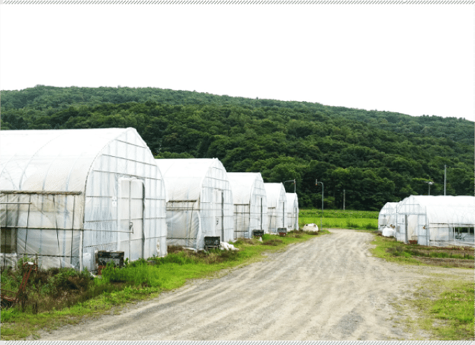 雨による傷みを防ぐため、ビニールハウスで栽培