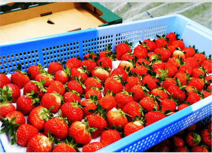 「すずりっか」と「すずあかね」の2品種の夏いちごを生産