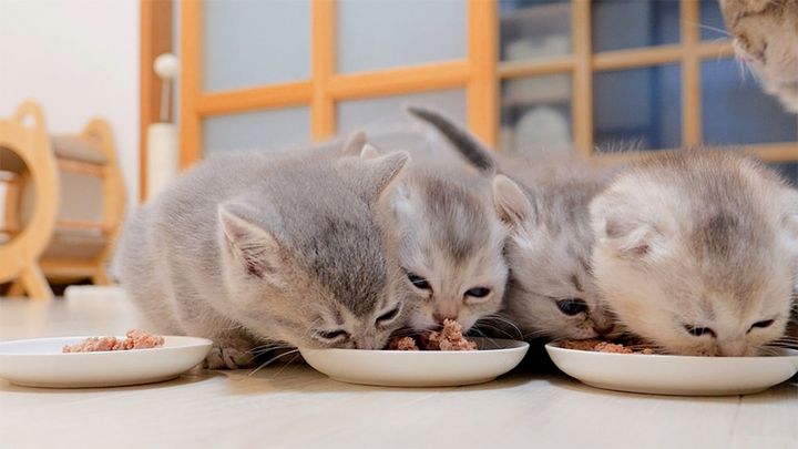 ご飯横取り合戦を繰り広げる子猫達
