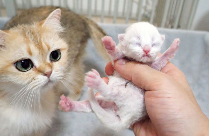 子猫を心配する母猫