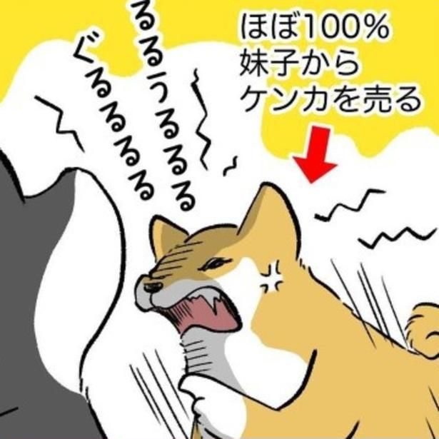 毎日ケンカ多発の柴犬兄妹。 ユウコトリトリ(@yuko_toritori)