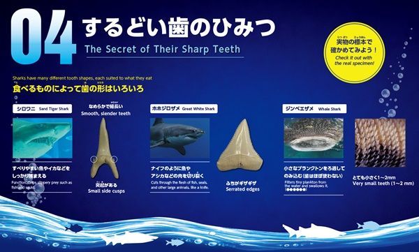 【大阪府大阪市】海遊館のサメ「シロワニ」が“コワかわいい”ぬいぐるみに！シロワニのミニ企画展も