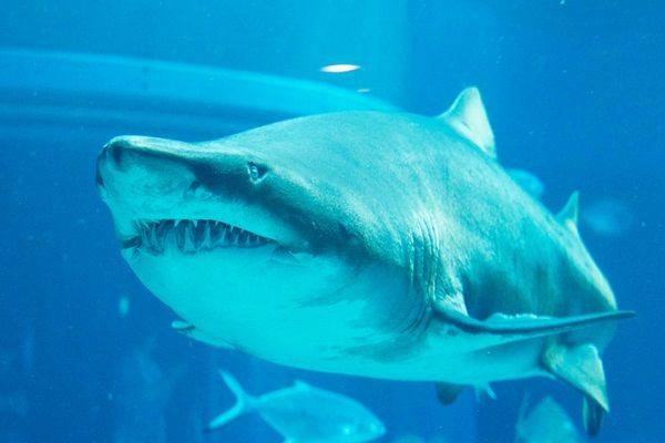 【大阪府大阪市】海遊館のサメ「シロワニ」が“コワかわいい”ぬいぐるみに！シロワニのミニ企画展も