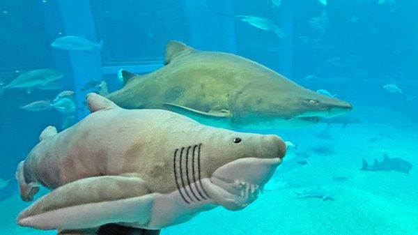【大阪府大阪市】海遊館のサメ「シロワニ」が“コワかわいい”ぬいぐるみに！シロワニのミニ企画展も