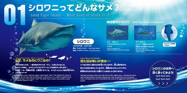 【大阪府大阪市】海遊館のサメ「シロワニ」が“コワかわいい”ぬいぐるみに！シロワニのミニ企画展も