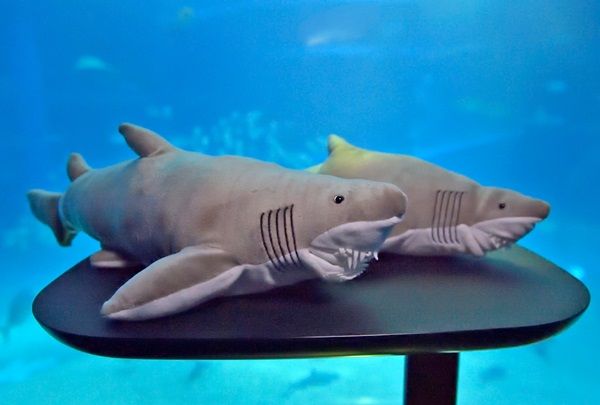 【大阪府大阪市】海遊館のサメ「シロワニ」が“コワかわいい”ぬいぐるみに！シロワニのミニ企画展も