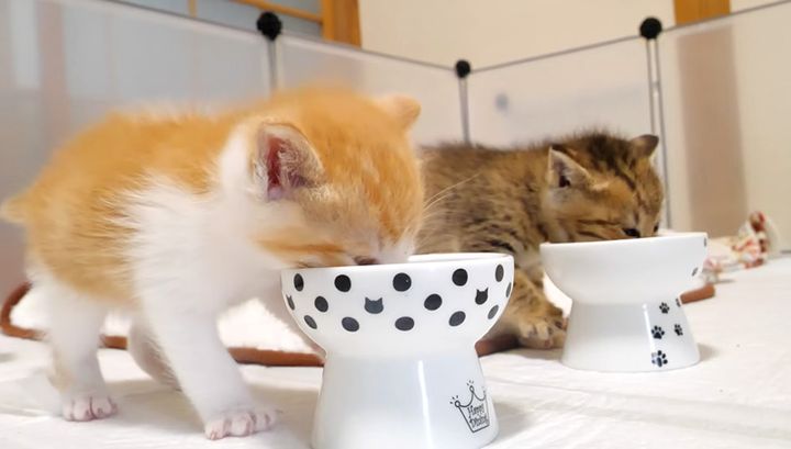 一心不乱にご飯を食べる子猫達