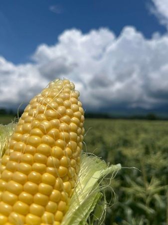 【長野県原村】八ヶ岳農業大学校で「生トウモロコシ収穫体験」開始。その場でかじりつける！