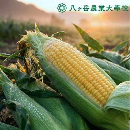 【長野県原村】八ヶ岳農業大学校で「生トウモロコシ収穫体験」開始。その場でかじりつける！