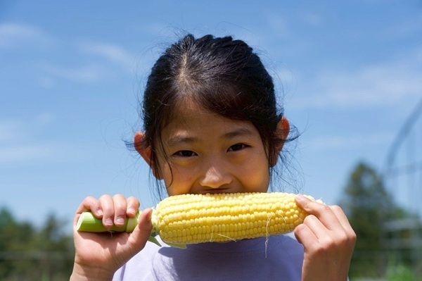 【長野県原村】八ヶ岳農業大学校で「生トウモロコシ収穫体験」開始。その場でかじりつける！